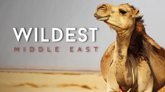 Wildest Middle East