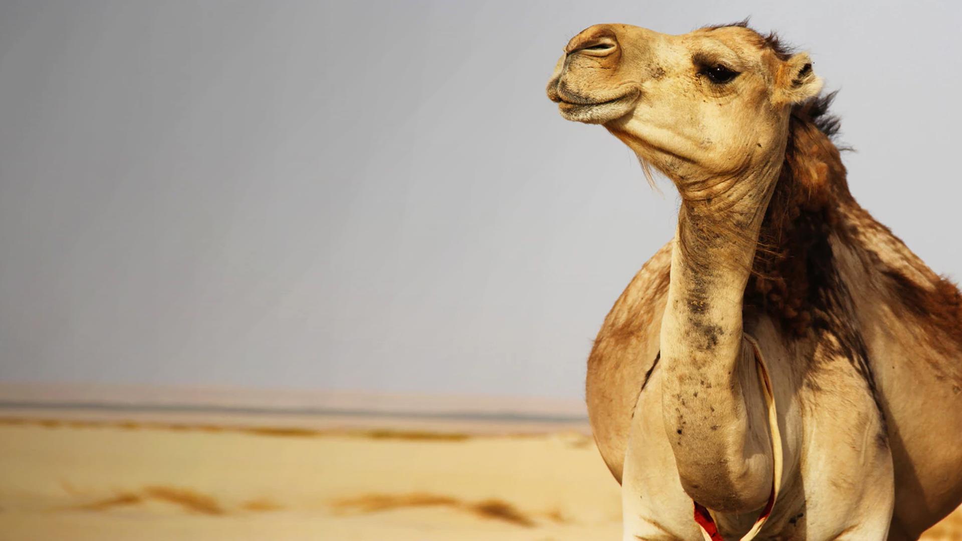 Wildest Middle East