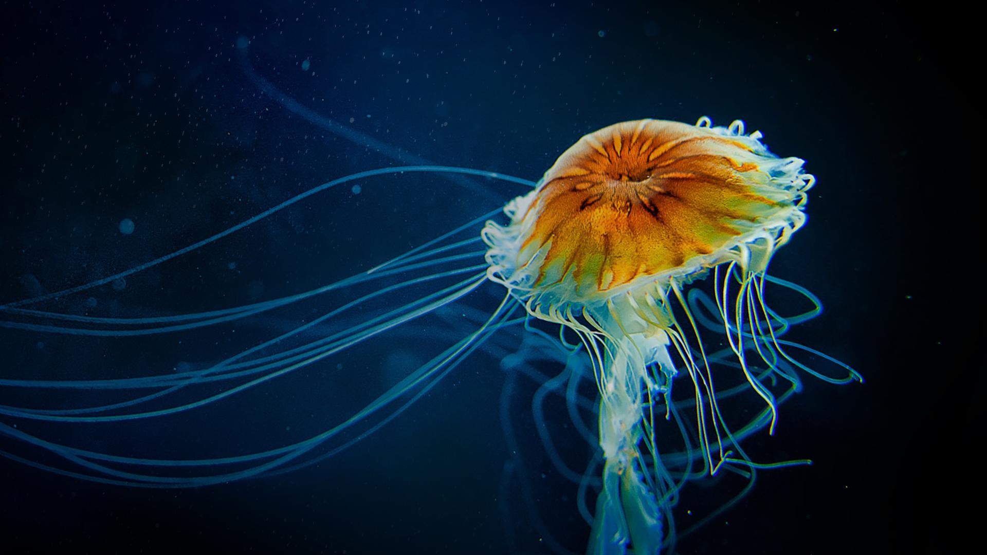 Into the Unknown: A World Oceans Day Playlist