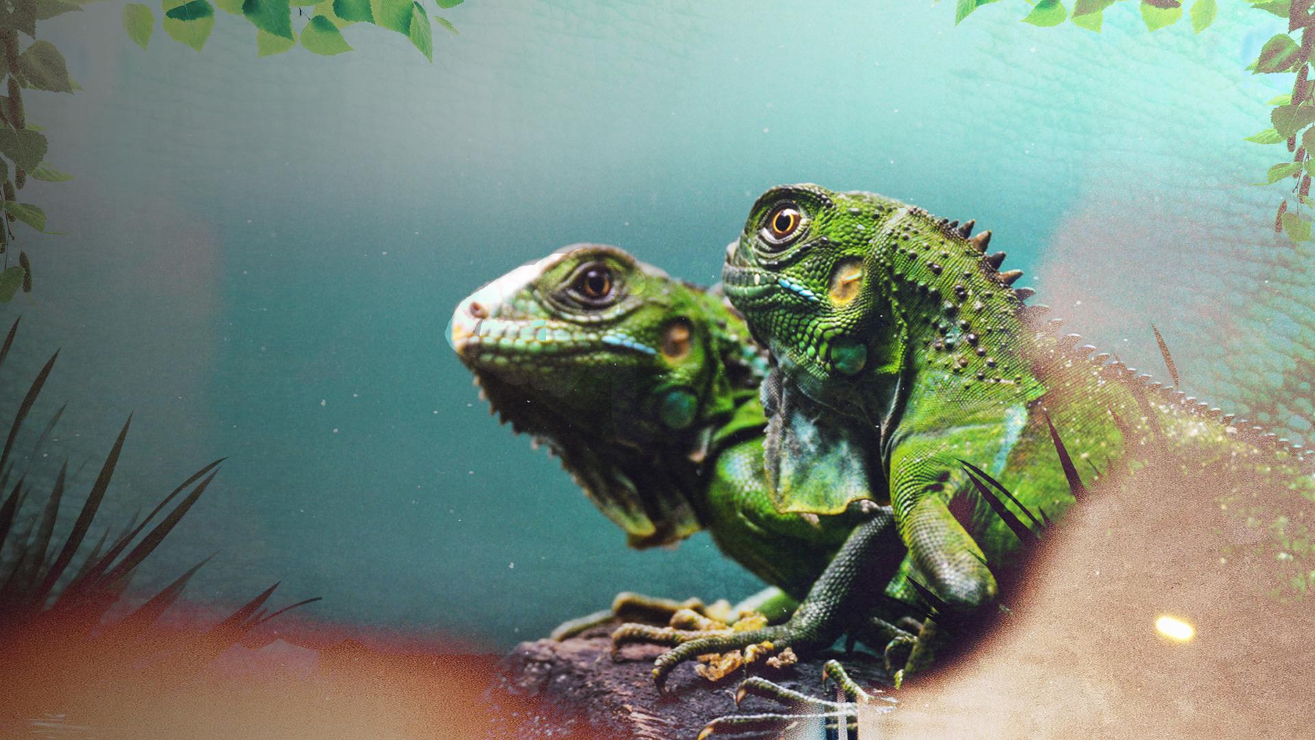 Chameleons of the World