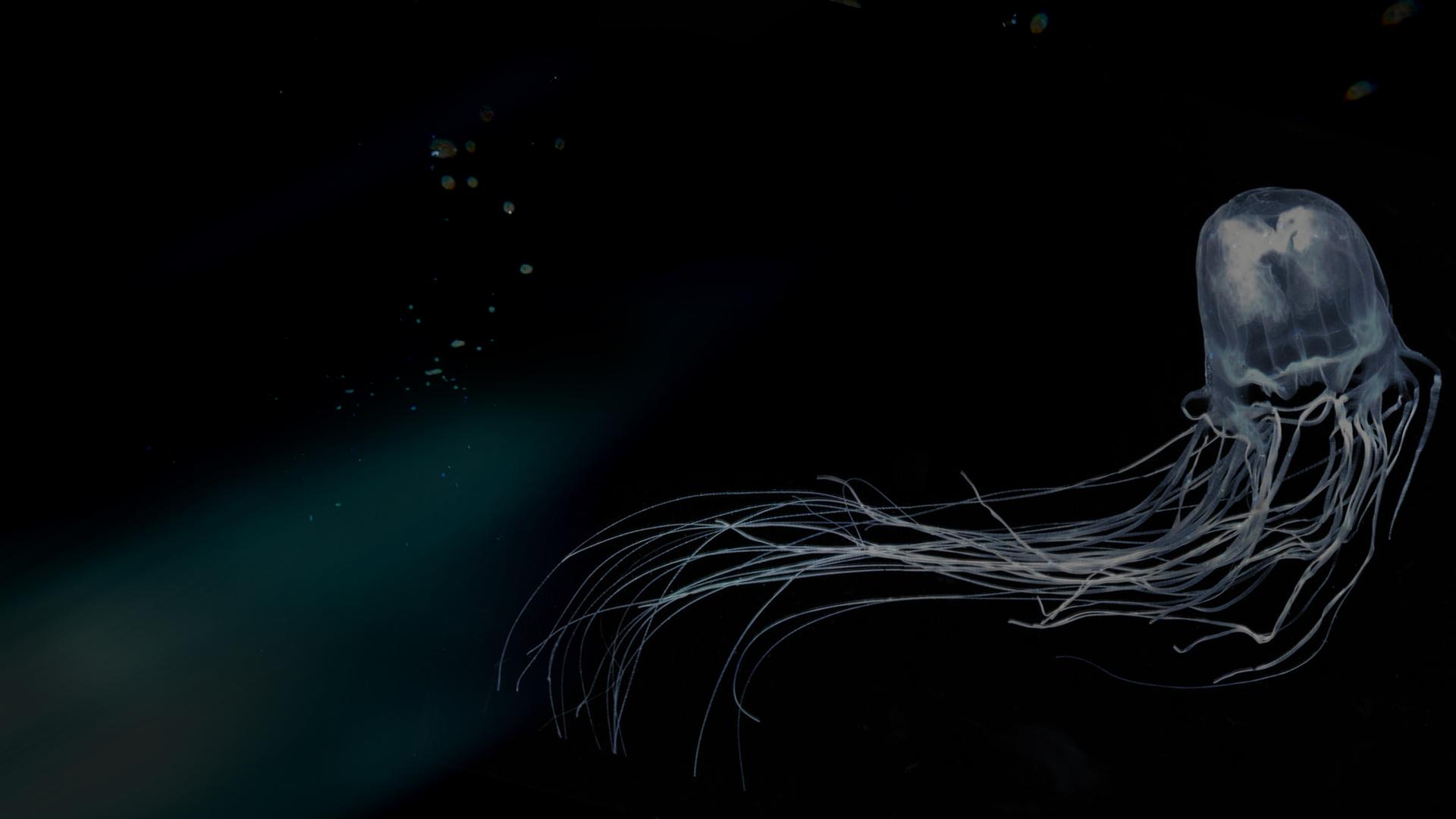 Australia's Deadly Monsters