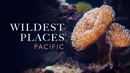 Wildest Places - Pacific