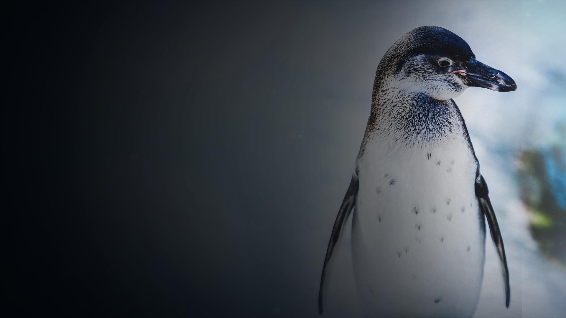 Wildest Places - Antarctic