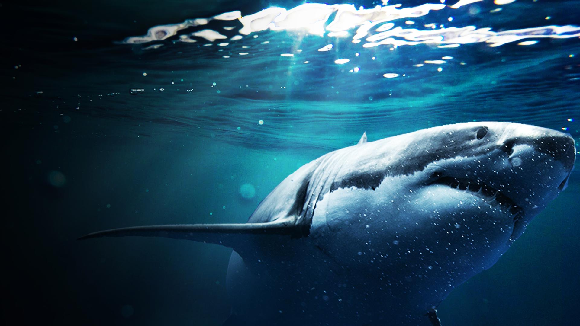 Ocean Predators 4K