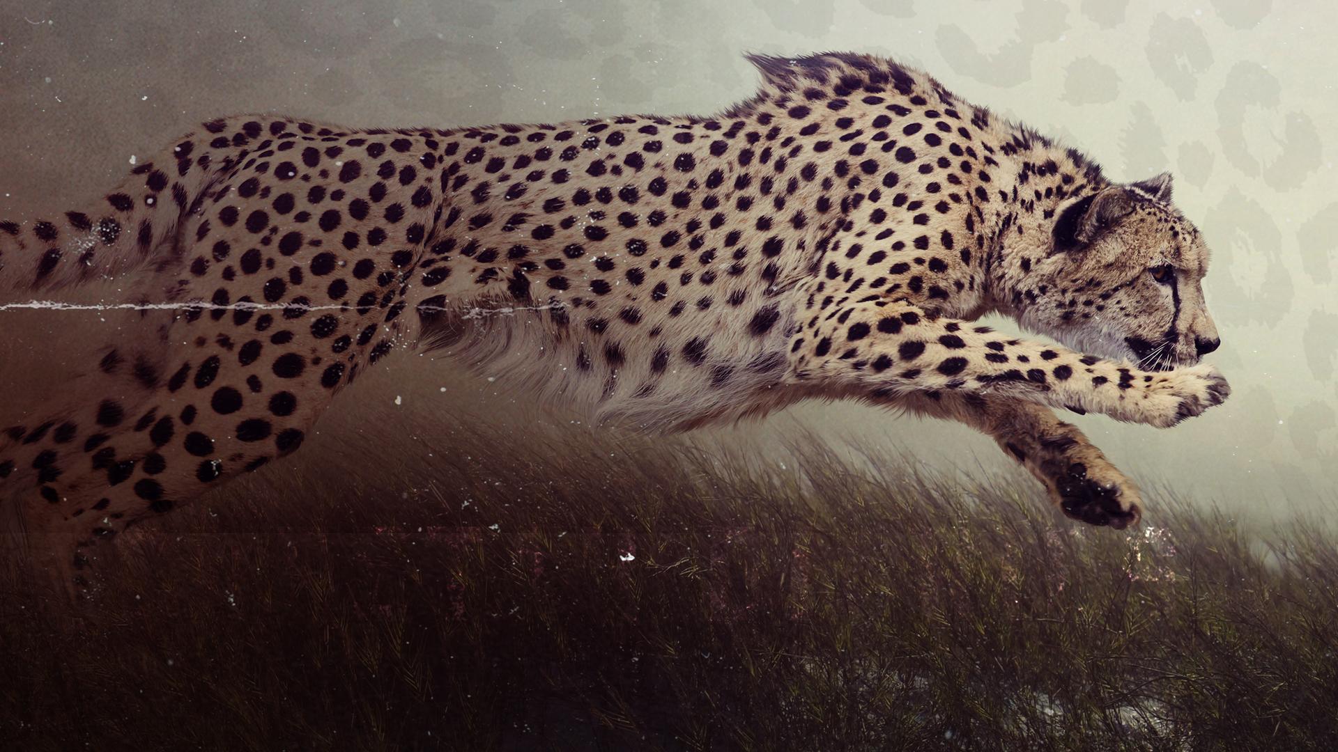 Cheetah Diaries