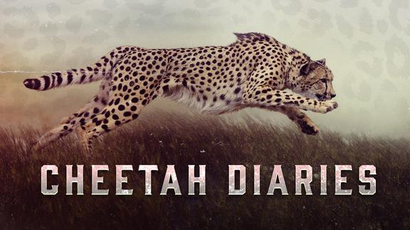 Cheetah Diaries