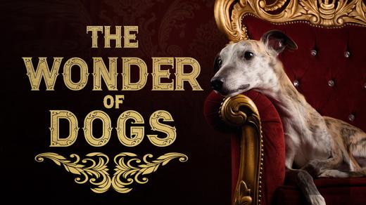 The Wonder of Dogs 4K