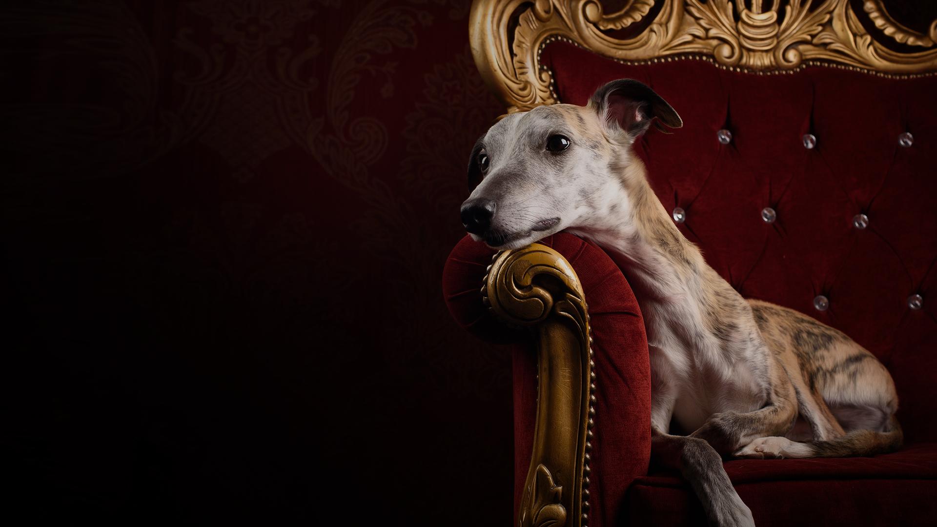 The Wonder of Dogs 4K