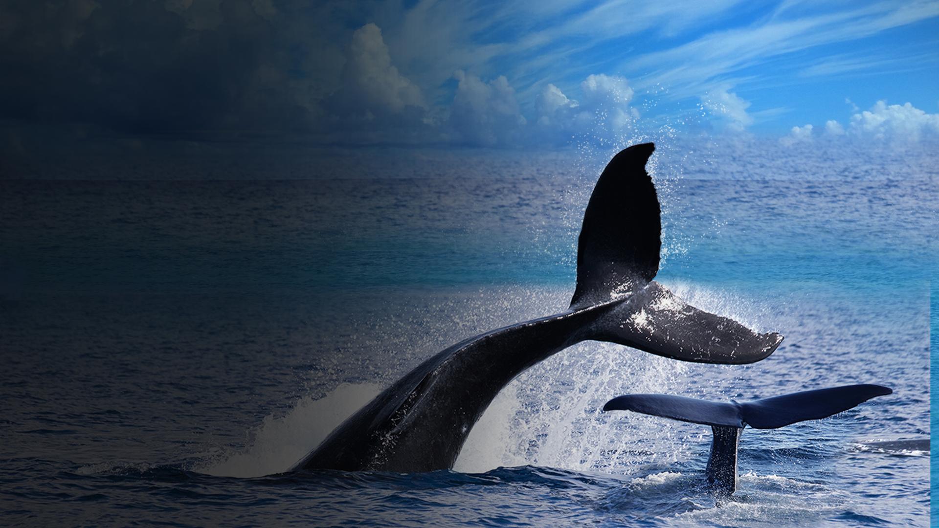 Whale Adventures with Nigel Marven