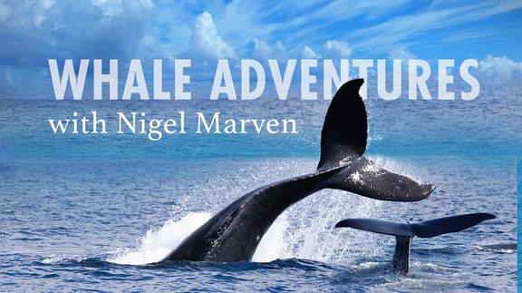 Whale Adventures with Nigel Marven