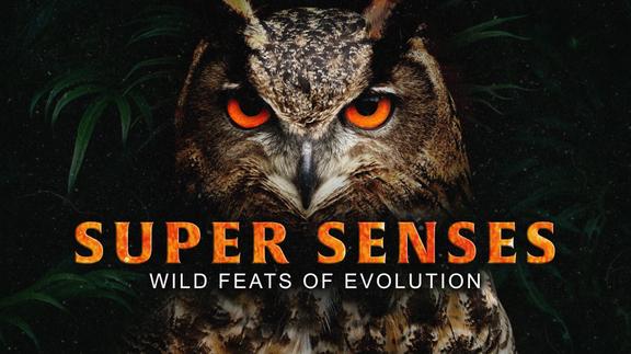 Super Senses: Wild Feats of Evolution
