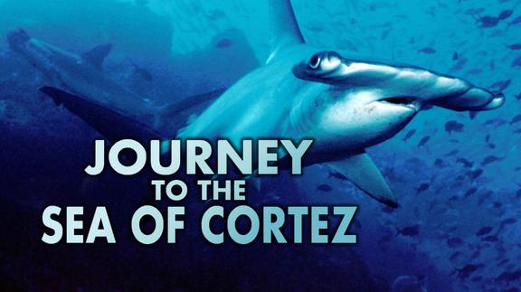 Journey to the Sea of Cortez