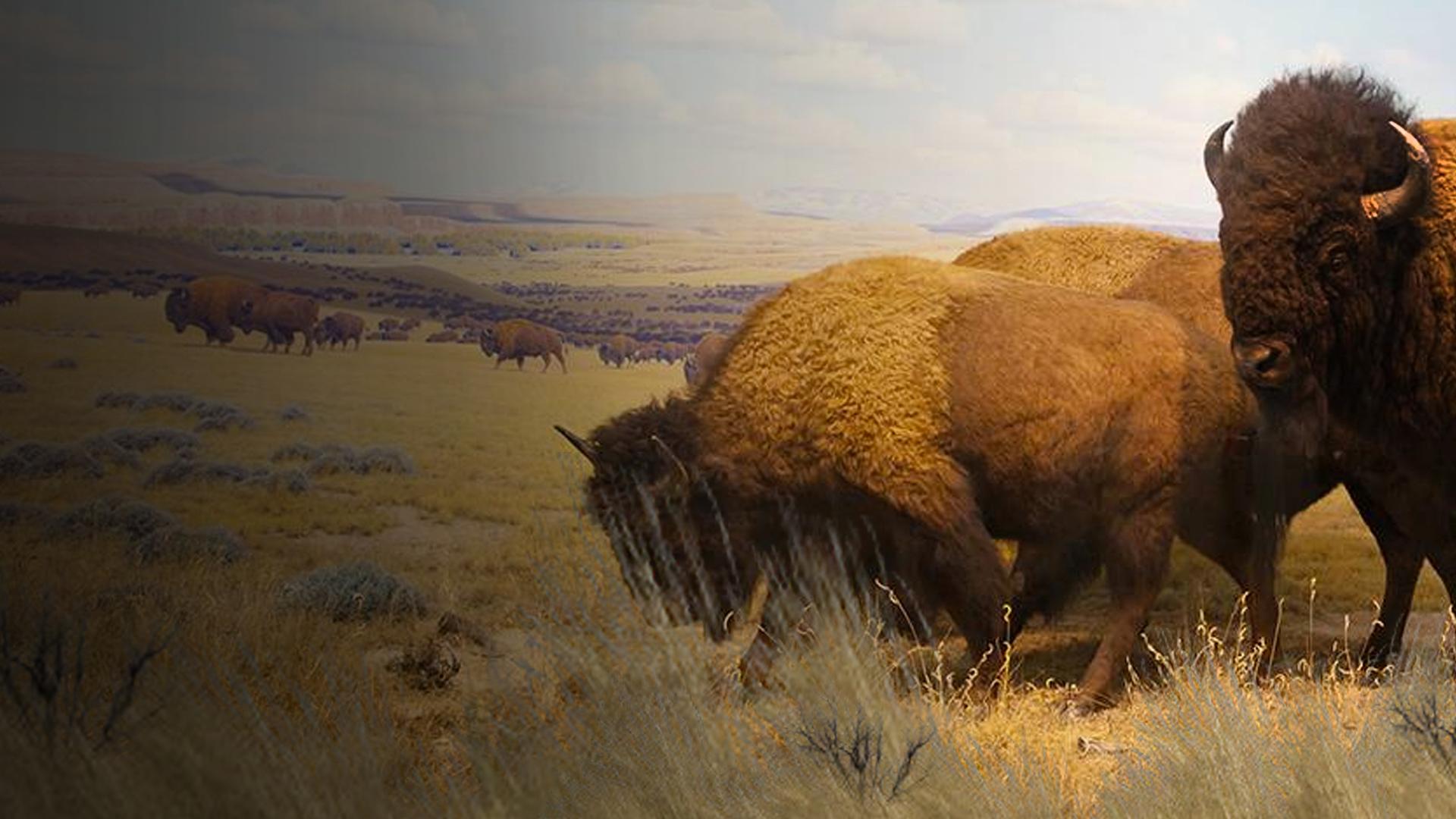 Return of the Buffalo: Restoring the Great American Prairie
