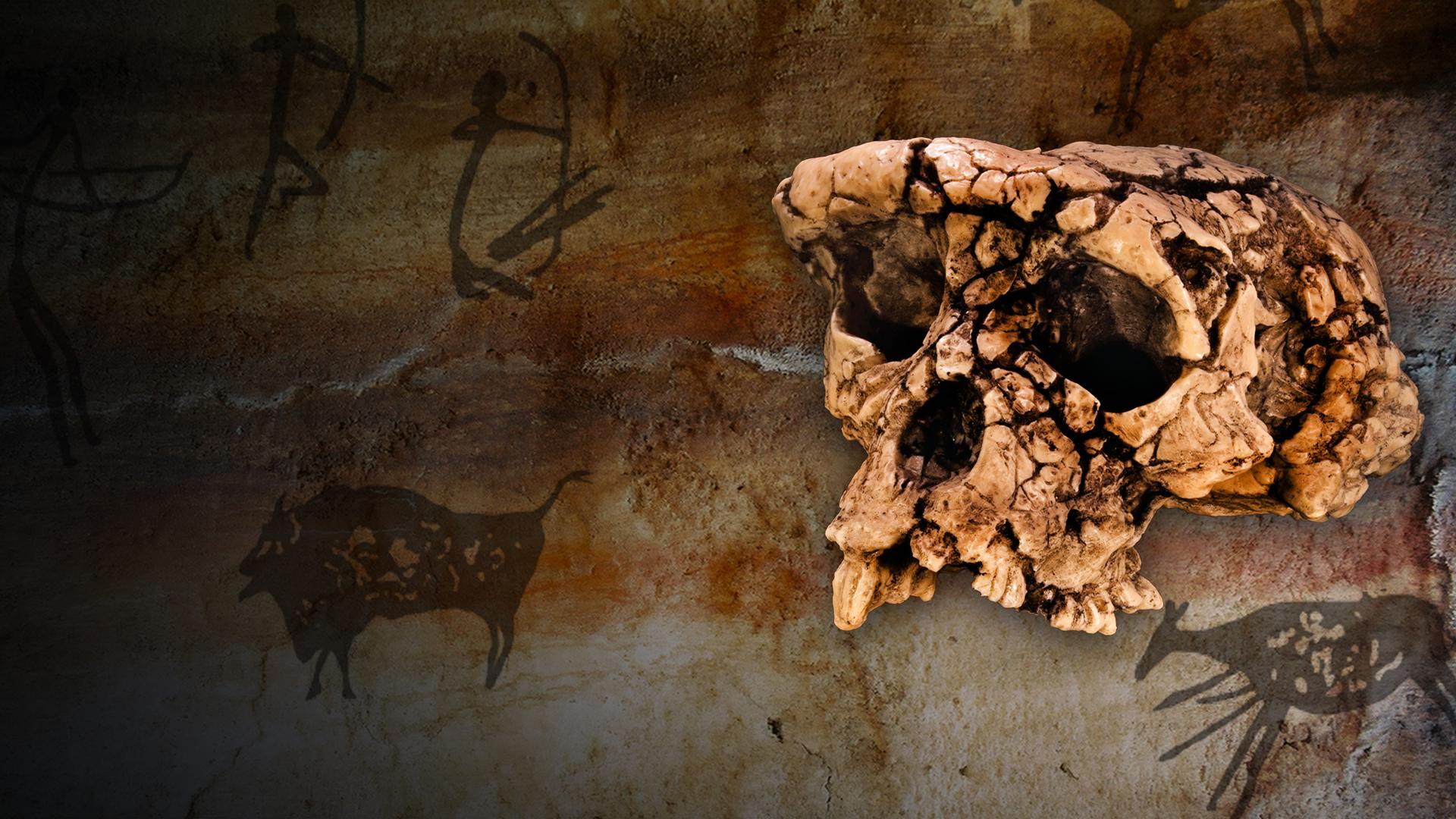 Toumai: The Oldest Living Ancestor