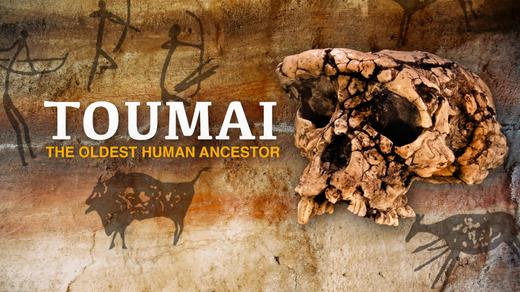 Toumai: The Oldest Living Ancestor