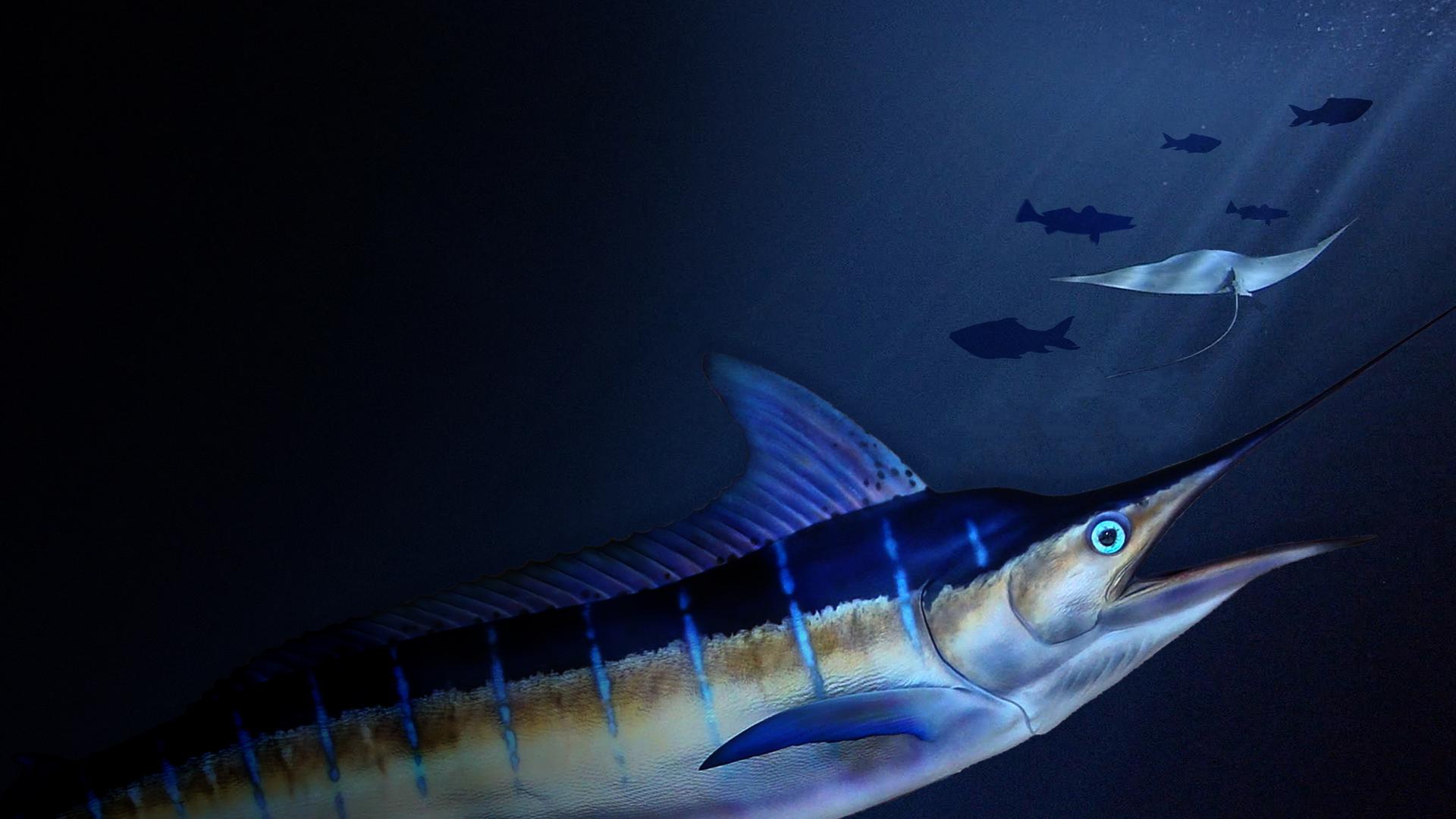 Billfish: Superfish with David Attenborough