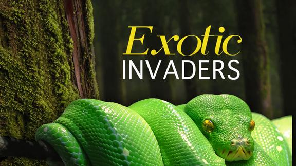 Exotic Invaders