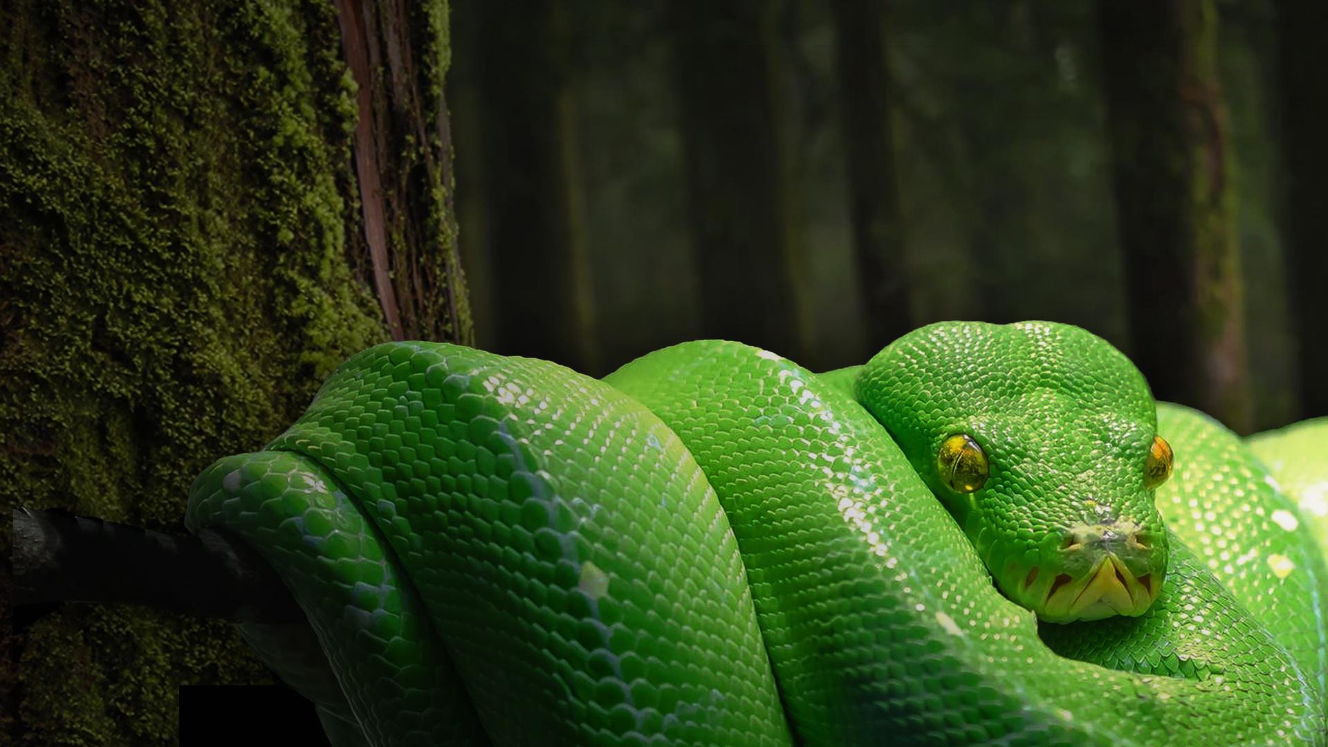 Exotic Invaders