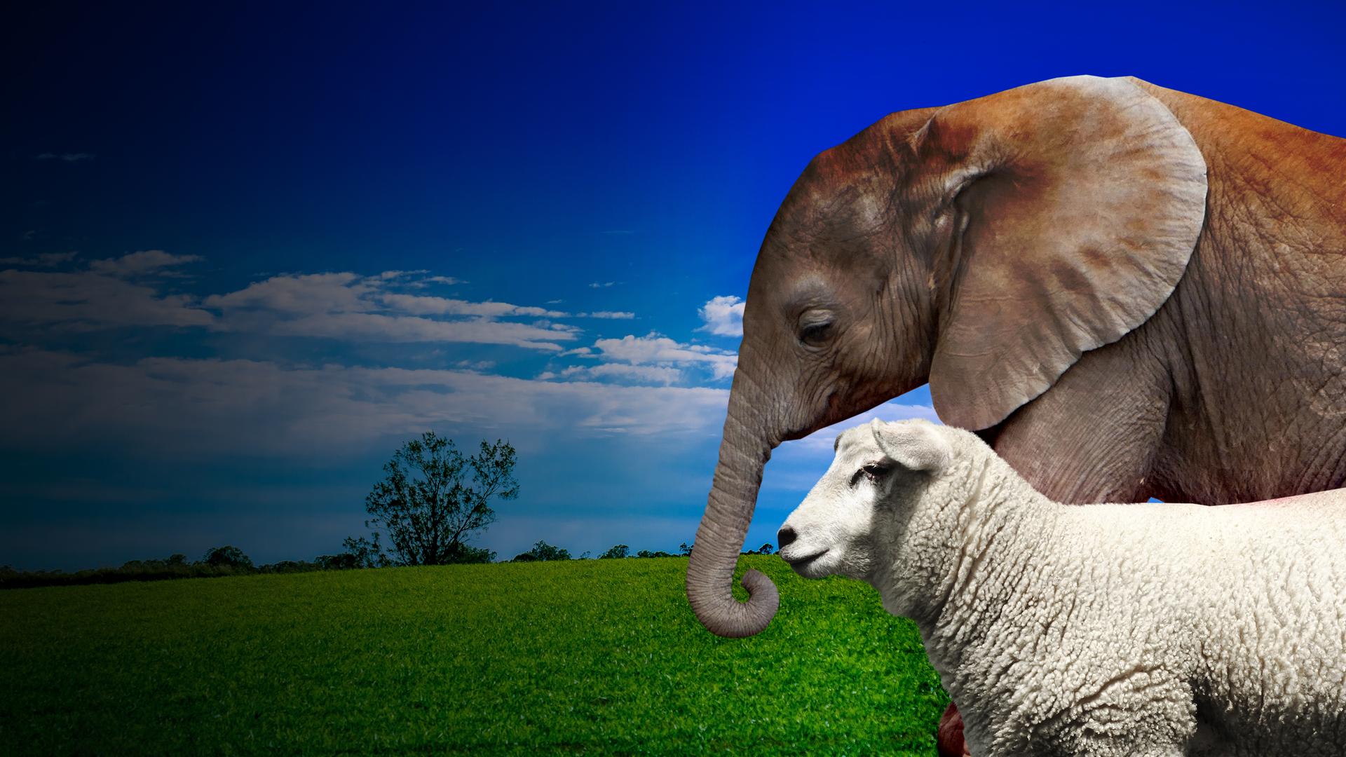 Wild and Woolly: An Amazing Friendship Between Sheep and Elephant