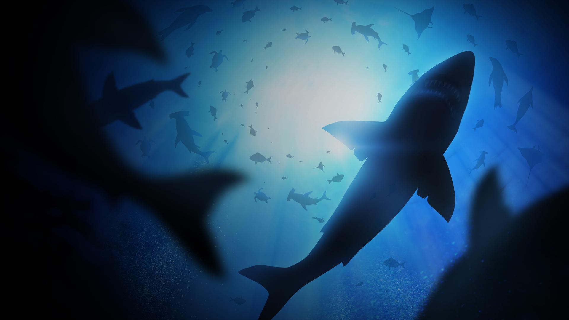 The Wild Pacific 4k