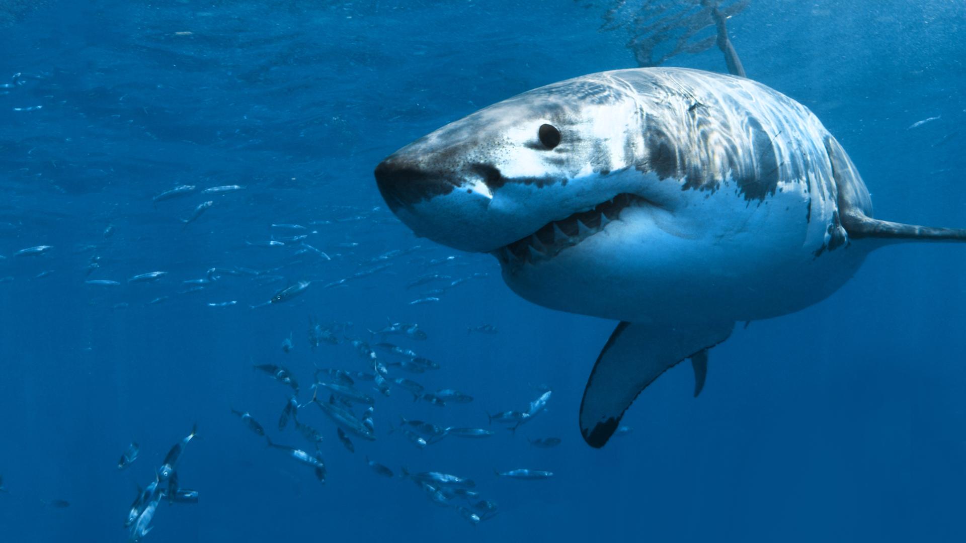 Rise of the Great White Shark 4k