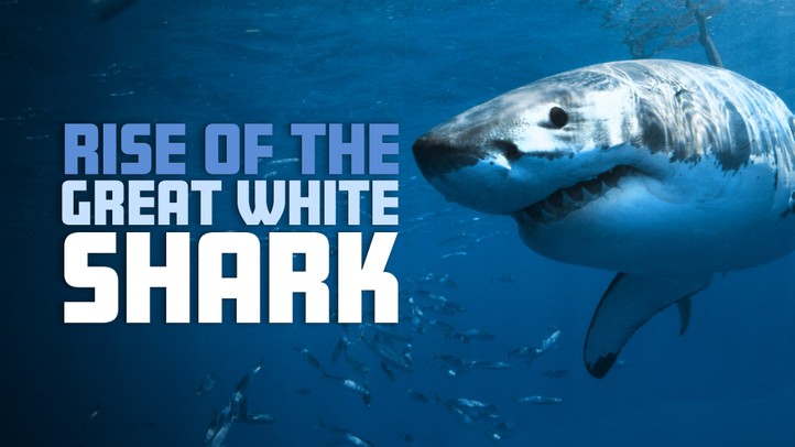 Rise of the Great White Shark 4k