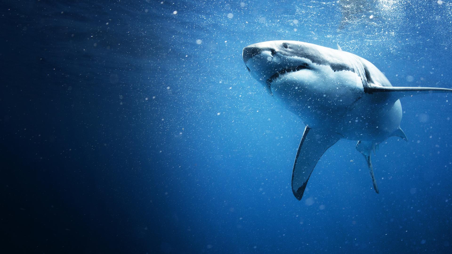 Diving With Sharks: The Ultimate Guide 4K
