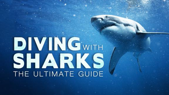 Diving With Sharks: The Ultimate Guide 4K