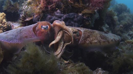 Giant Cuttlefish 4K