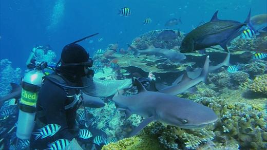 Fiji: Island of Sharks