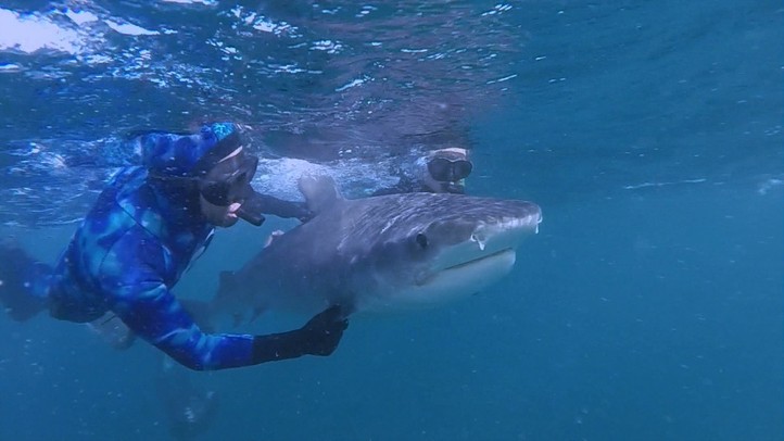 Australian Shark Cull
