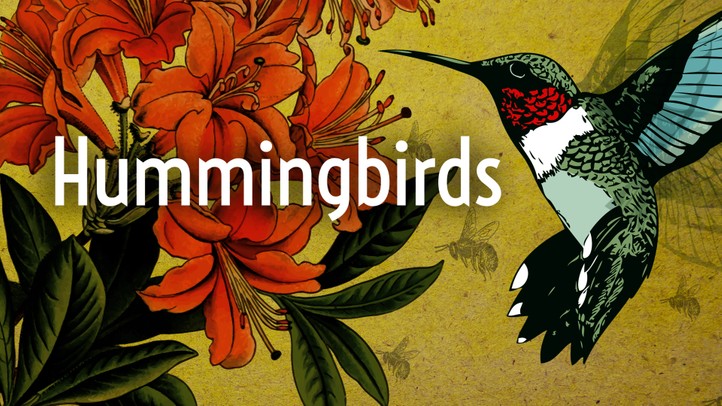 Hummingbirds with David Attenborough 4K