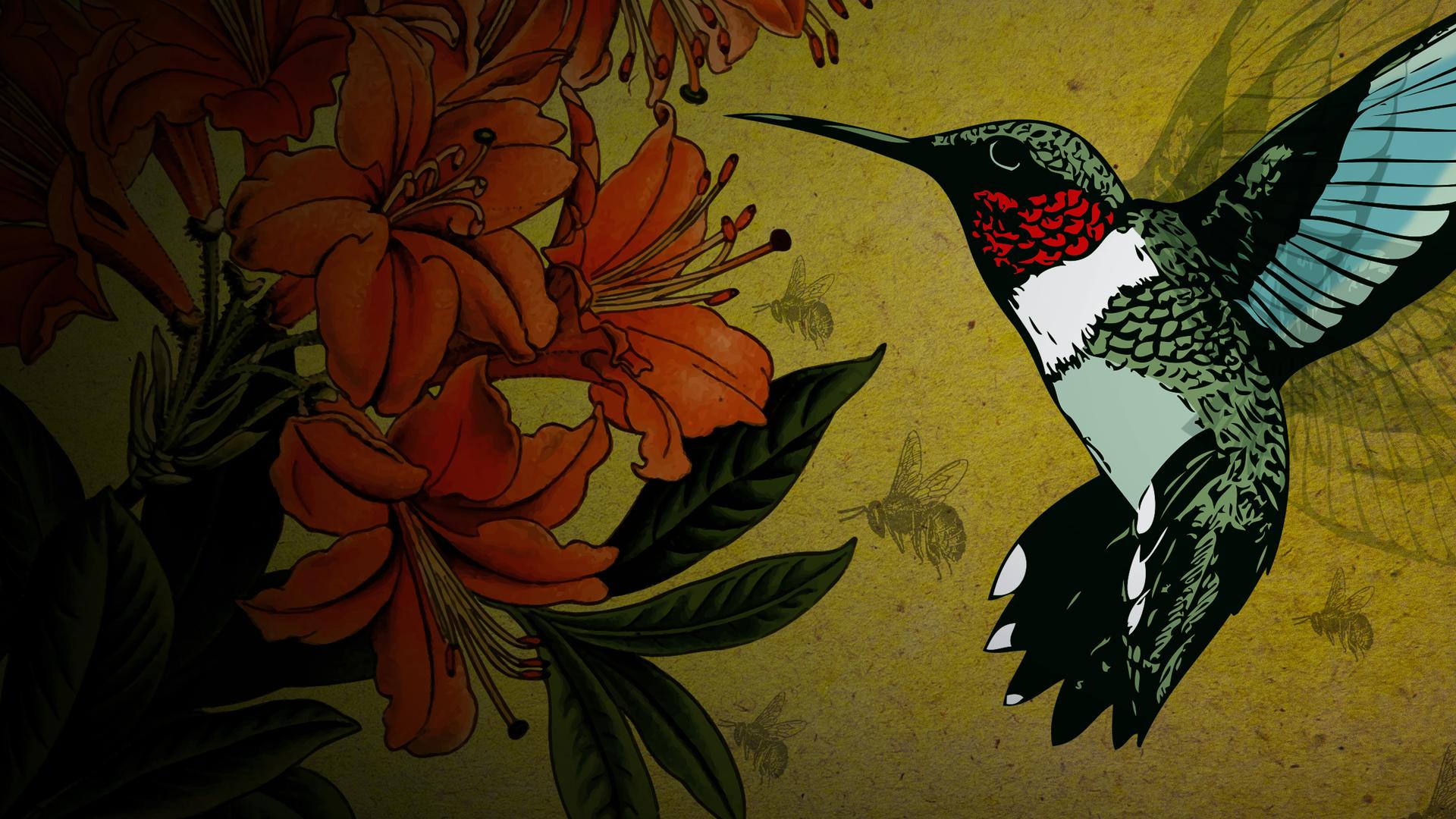 Hummingbirds with David Attenborough 4K