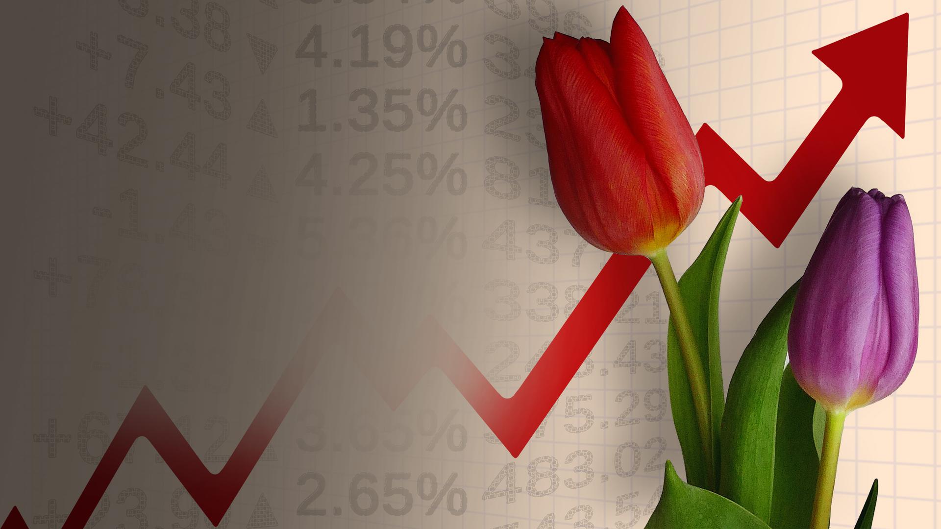 The Tulip Bubble