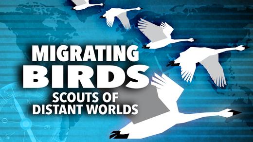 Migrating Birds: Scouts of Distant Worlds