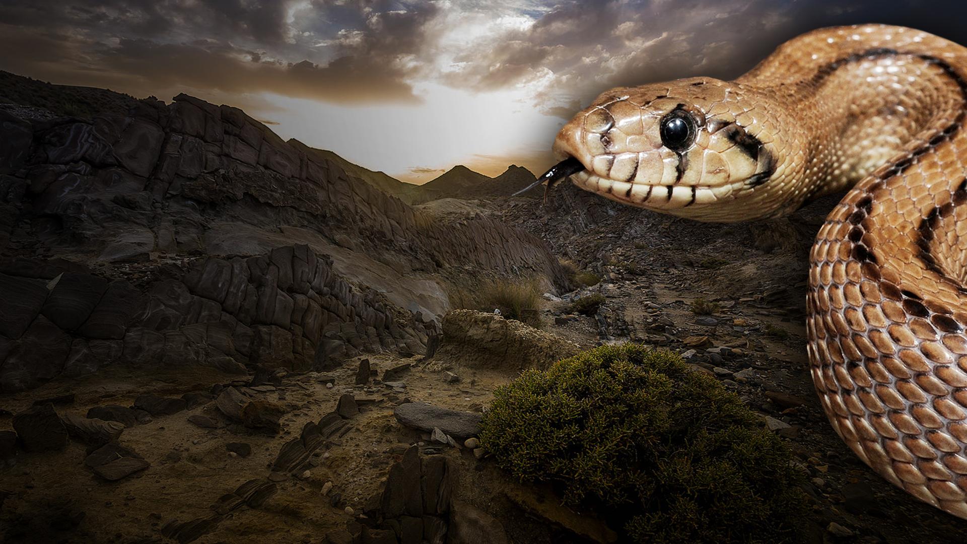 Tabernas: Forgotten Desert