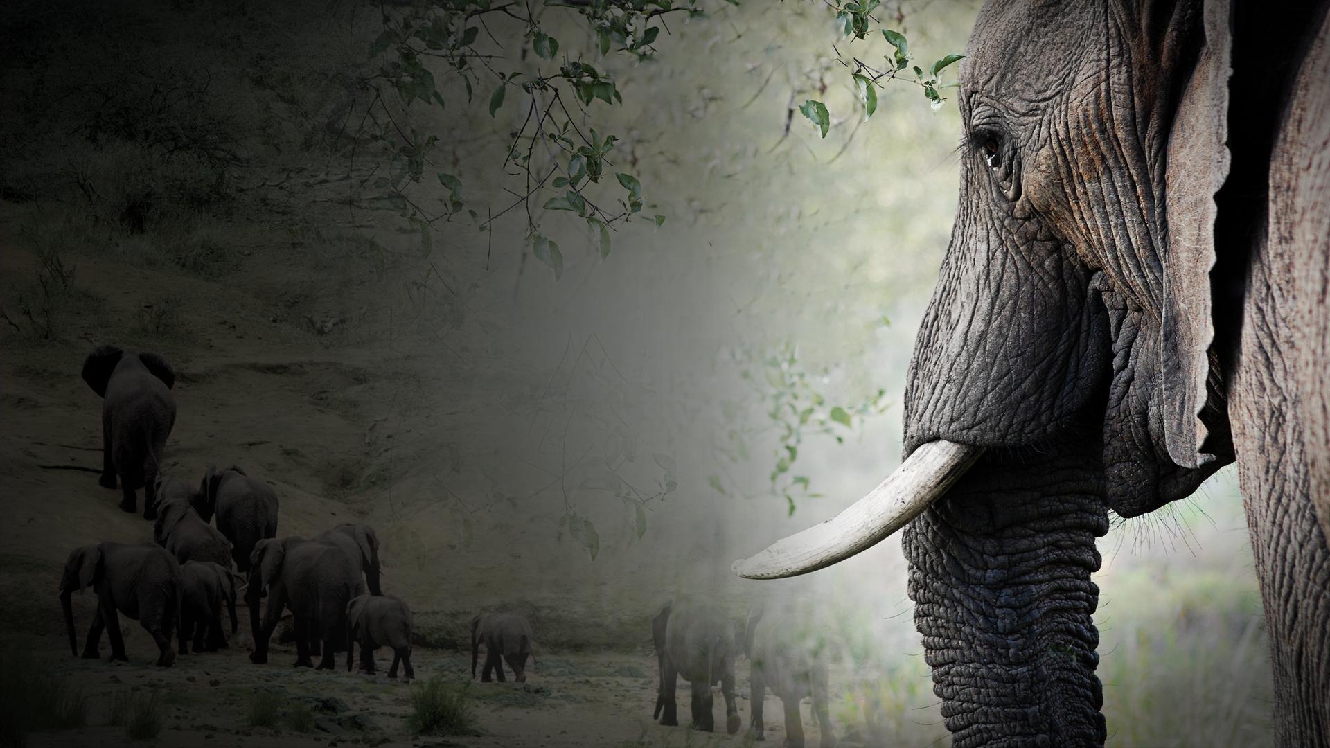 Elephant Whisperer