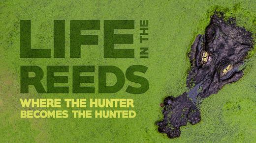 Life in the Reeds: Where the Hunter Becomes the Hunted.