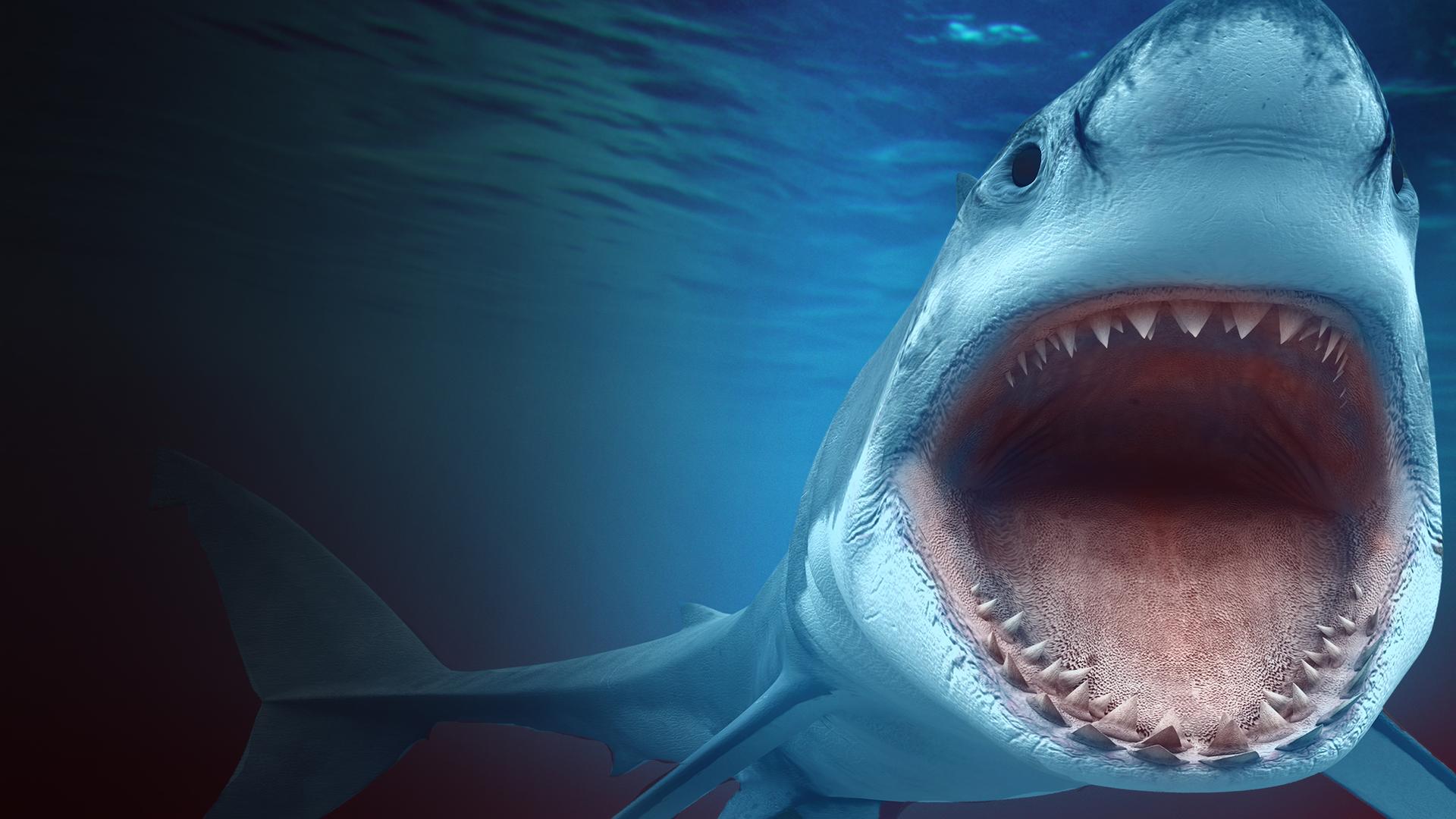 21st Century Shark