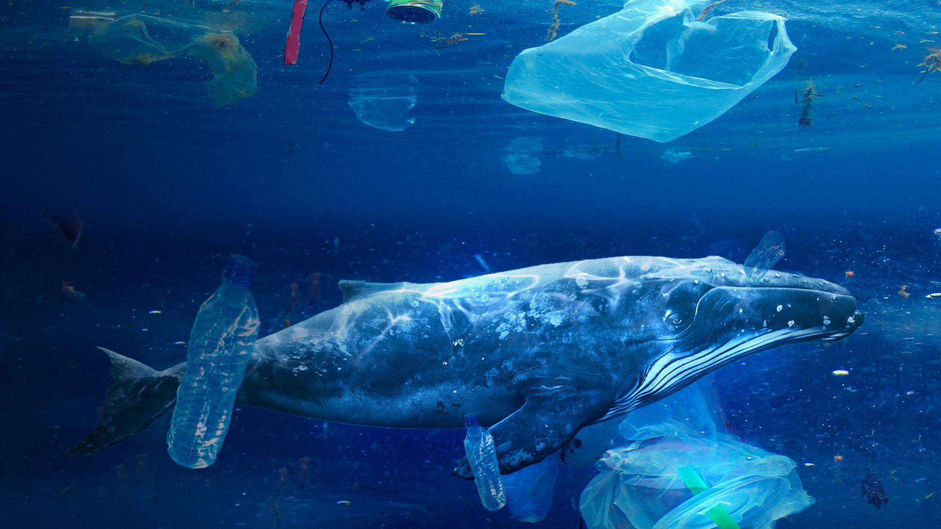 A Plastic Whale