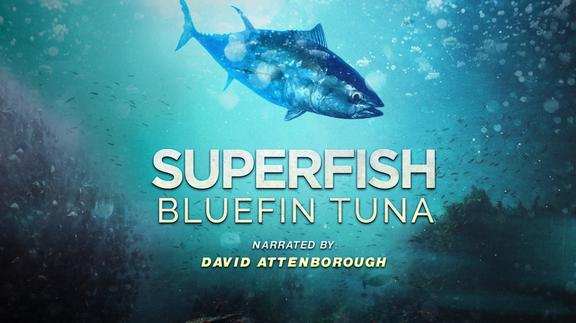 Bluefin Tuna: Superfish with David Attenborough