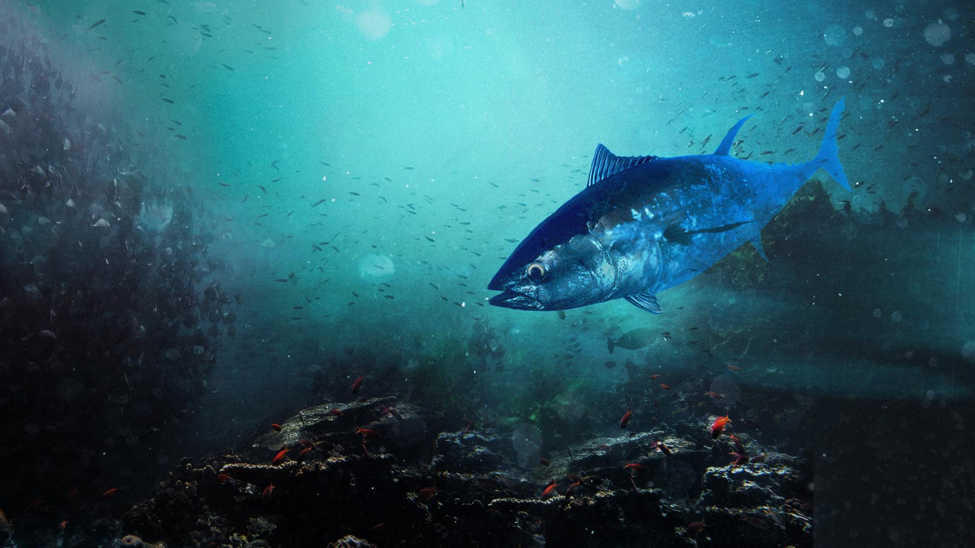 Bluefin Tuna: Superfish with David Attenborough
