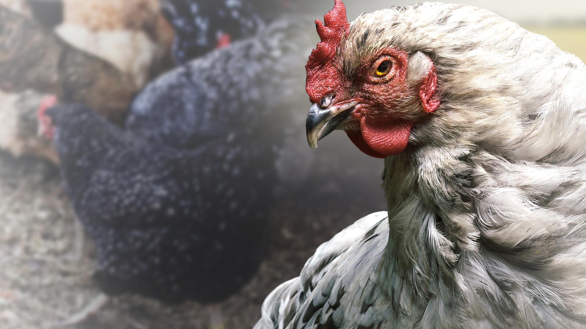 Chicken Planet 4K
