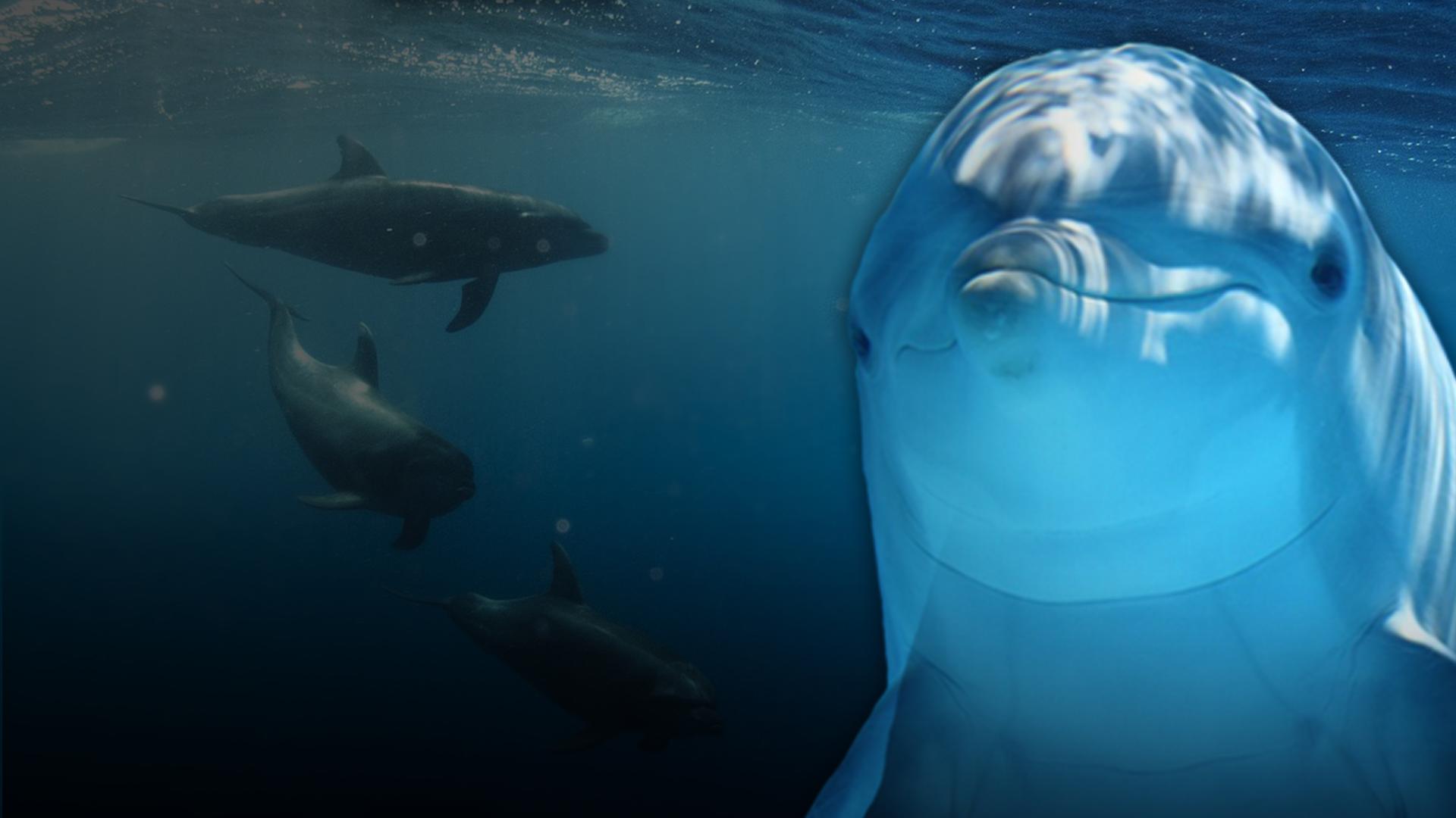 The Dolphin Dealer
