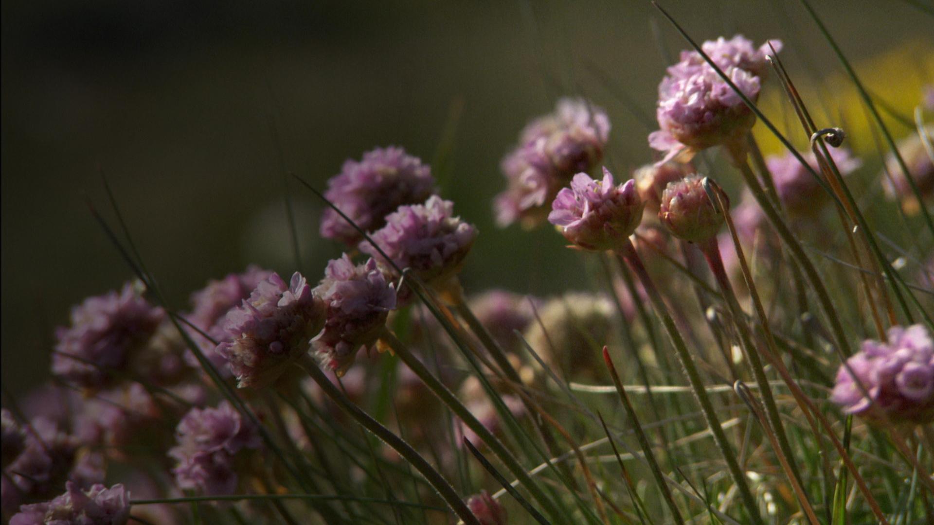 The Green Land: Wildlife in the Land of Vikings