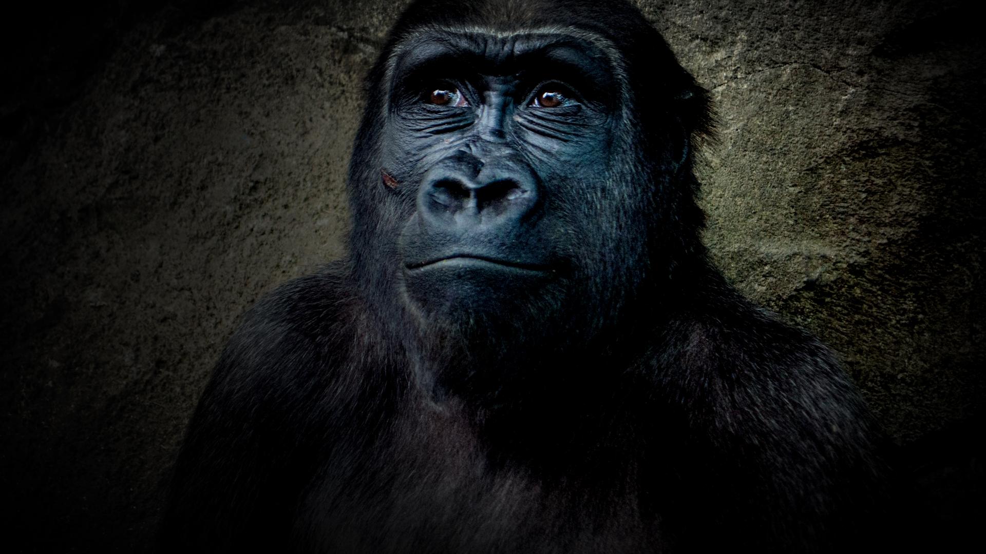 Gorillas: A Journey For Survival