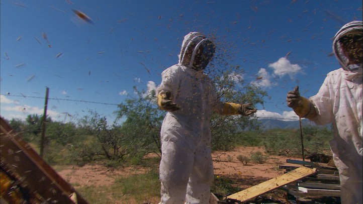 Killer Bee Removal Expert