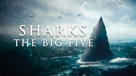 Sharks: The Big Five
