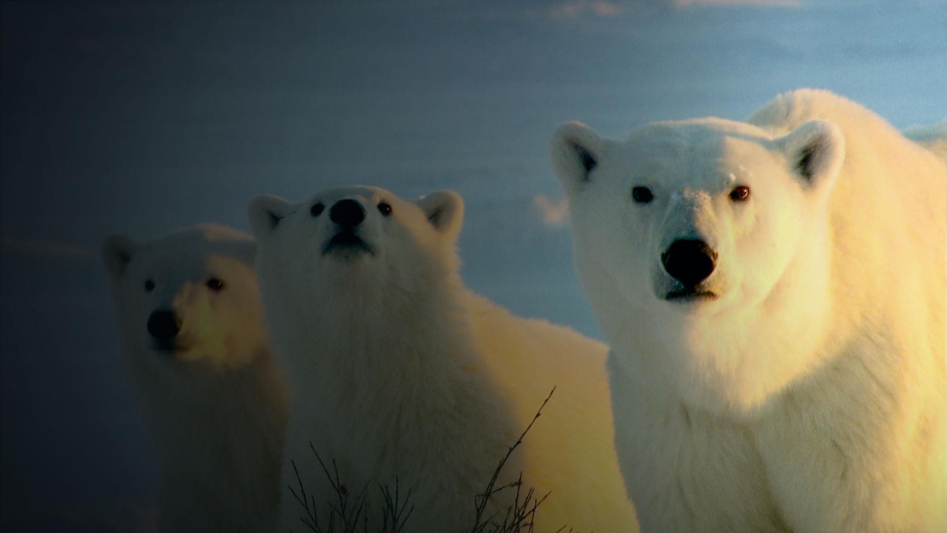 Knut and Friends