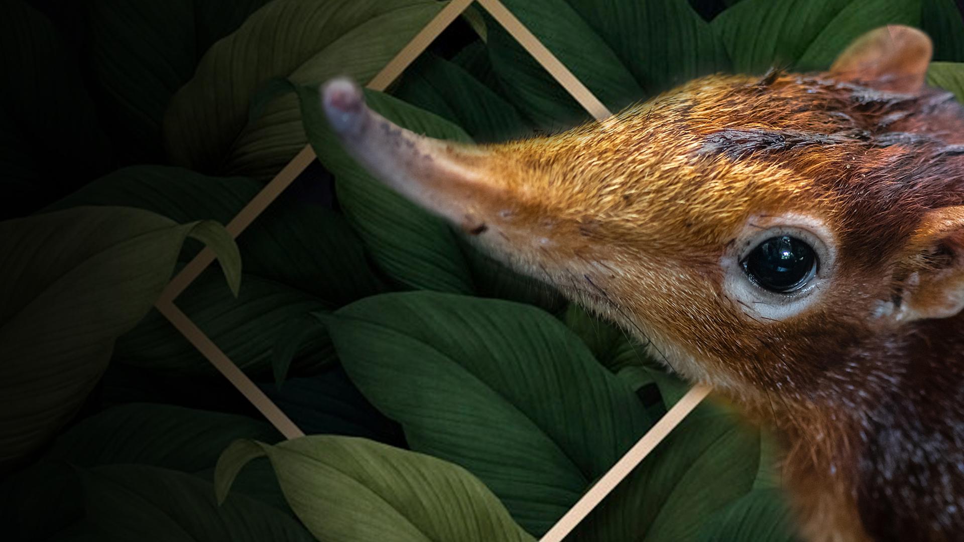 Elephant Shrew: Spirit of the Forest